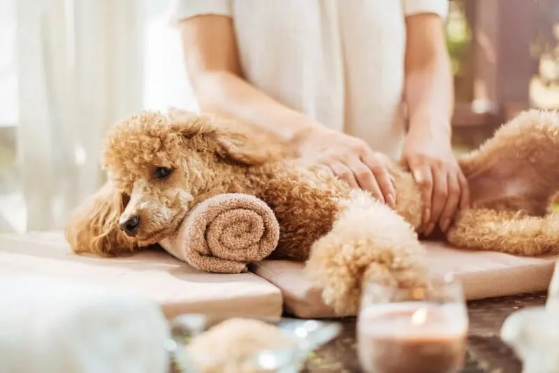 Living-with-Pets-in-Vietnam-A-Complete-Guide-for-Expats-&-Locals-5