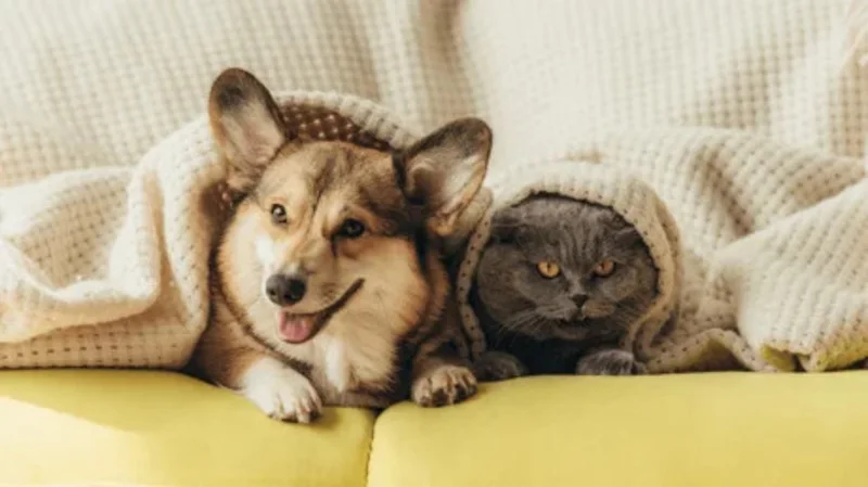 Top-Pet-Friendly-Districts-in-HCMC-for-Long-Term-Renters-5