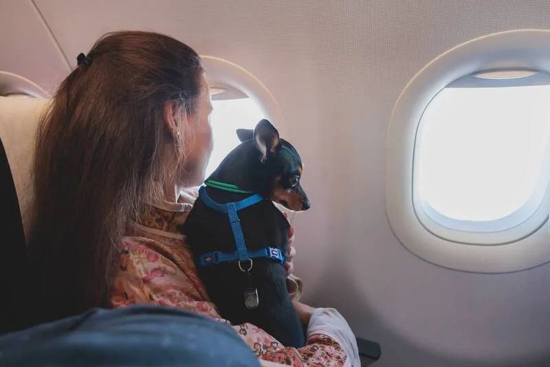 Moving-to-Vietnam-with-Pets-Entry-Rules-&-Required-Documents-1
