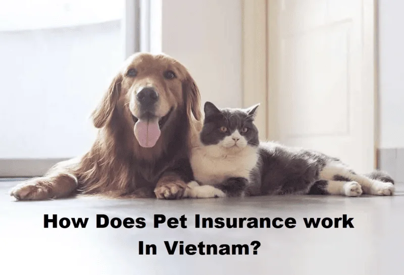 Pet Insurance-in-Vietnam-Is-It-Worth-It-for-Expats-3