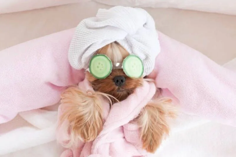 Pet-Amenities-in-Vietnam-Grooming-Parks-&-Veterinary-Clinics-1