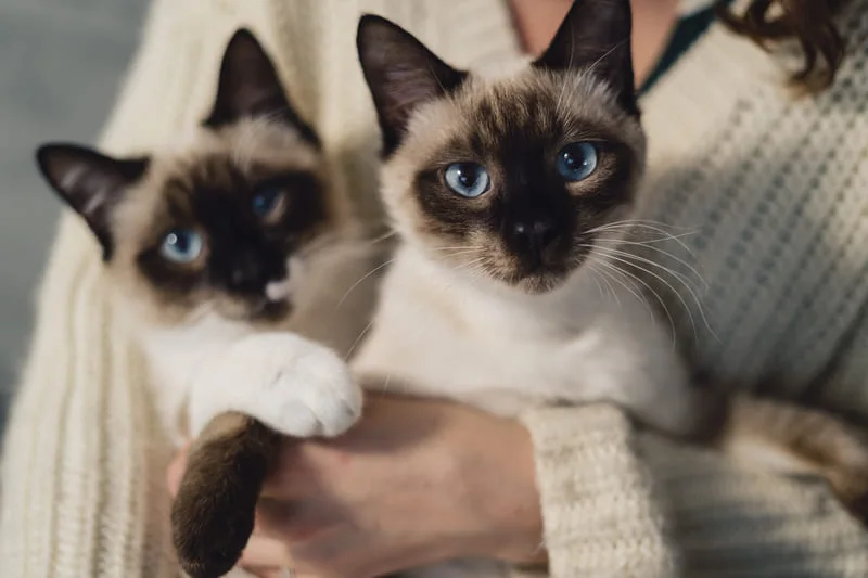 Best-Pets-for-Apartment-Living-in-Vietnam-2