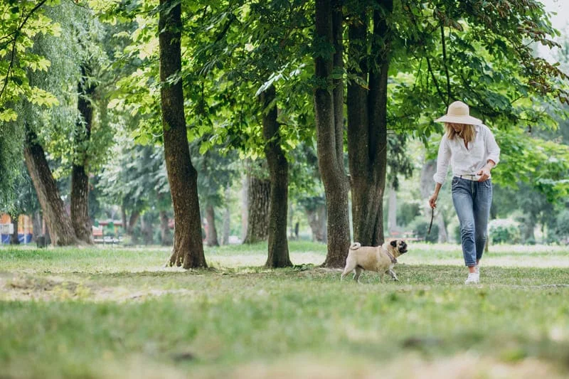 How-to-Negotiate-with-Landlords-When-Renting-with-Pets-in-Vietnam-5