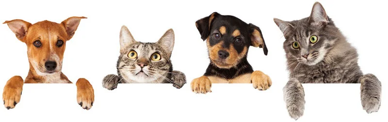 Pet-Etiquette-in-Apartment-Living-Keeping-Peace-with-Neighbors-2
