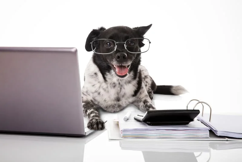 Expat-Stories-Living-with-Pets-in-HCMC-Apartments-4