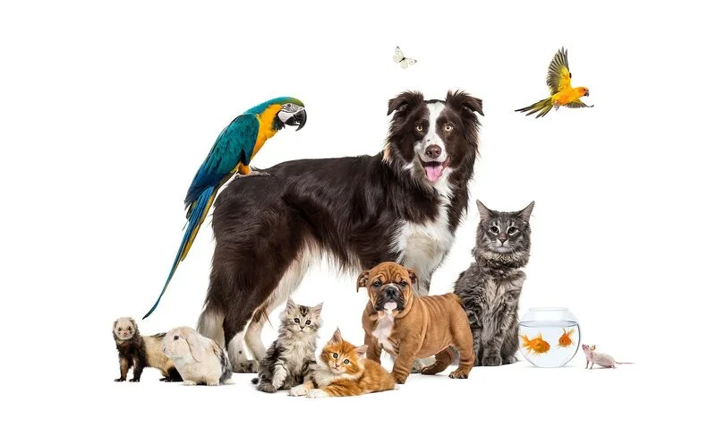 Living-with-Pets-in-Vietnam-A-Complete-Guide-for-Expats-&-Locals-6