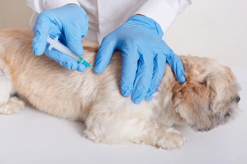 Pet-Etiquette-in-Apartment-Living-Keeping-Peace-with-Neighbors-4